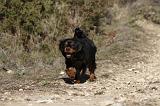 CAVALIER KING CHARLES 291